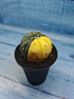 Astrophytum Asterias variagate (Астрофитум)