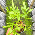 Леканоптерис L.CRUSTACEA