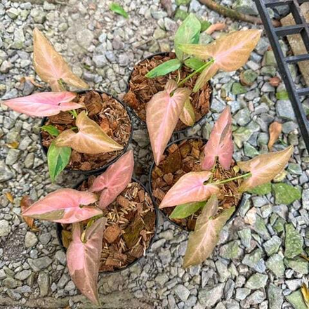 Сингониум EMERALD CHOCOLATE