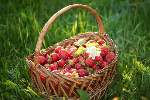 Как собирать клубнику: хитрый совет бывалого садовода