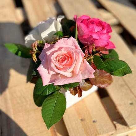 Романтический завтрак — композиция ароматных роз