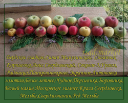 Яблоня Синап Минусинский