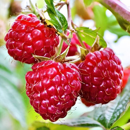 Малина Мишутка