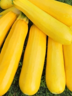 Семена кустовых кабачков цукини Золотинка - 4 г