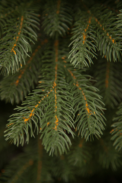 Ель Швейцарская стройная Black Box Cl 185см зеленая литая