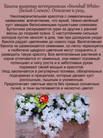 Бакопа Белый Снежок вегетативная