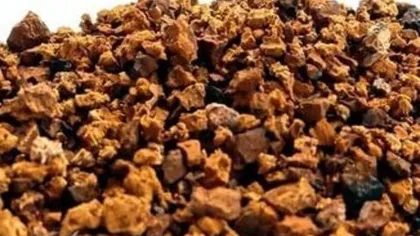 Чага (березовый гриб)