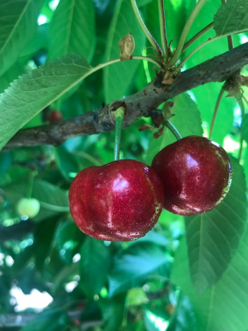 черешня чилийская сорт Bing, lapins ,Van.
