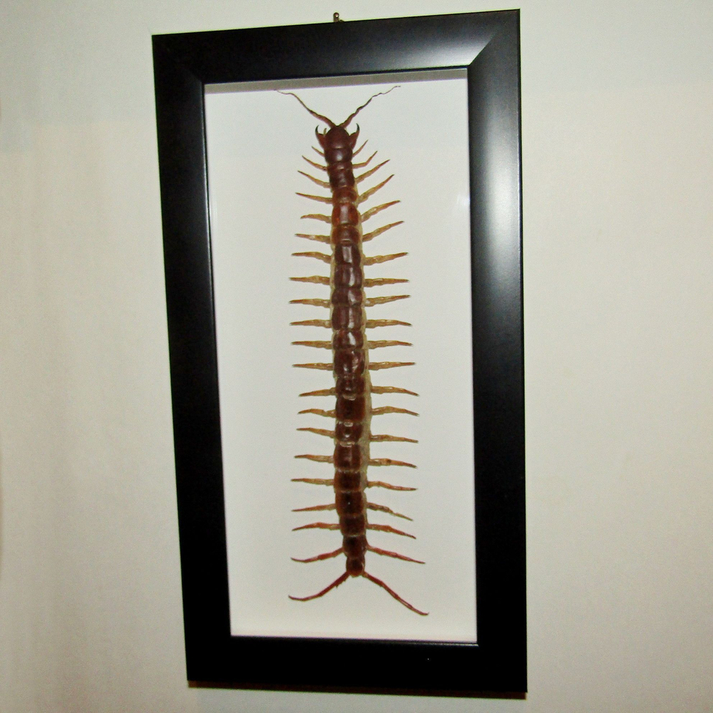 Сколопендра гигантская Scolopendra gigantea в рамке