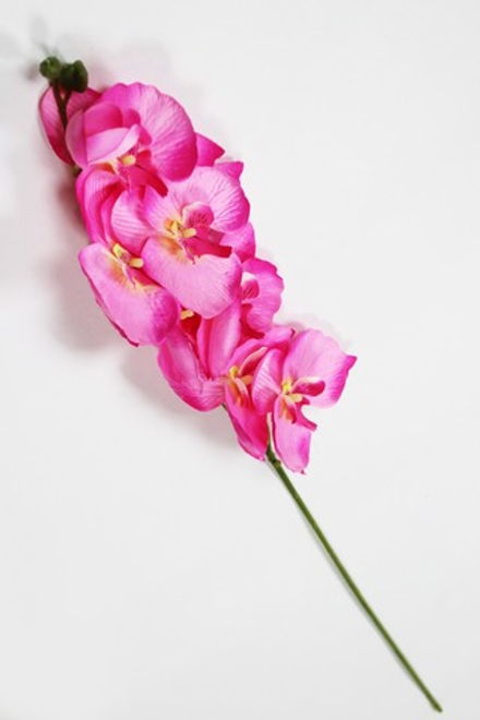 Ветка орхидеи