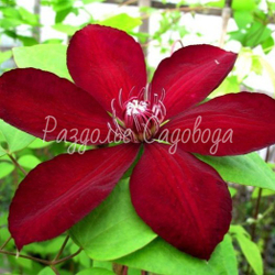 Клематис крупноцветковый Вестерплатте