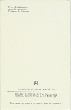 Открытка (почтовое вложение) "Роза Пикадилли" фото Н. Матанова