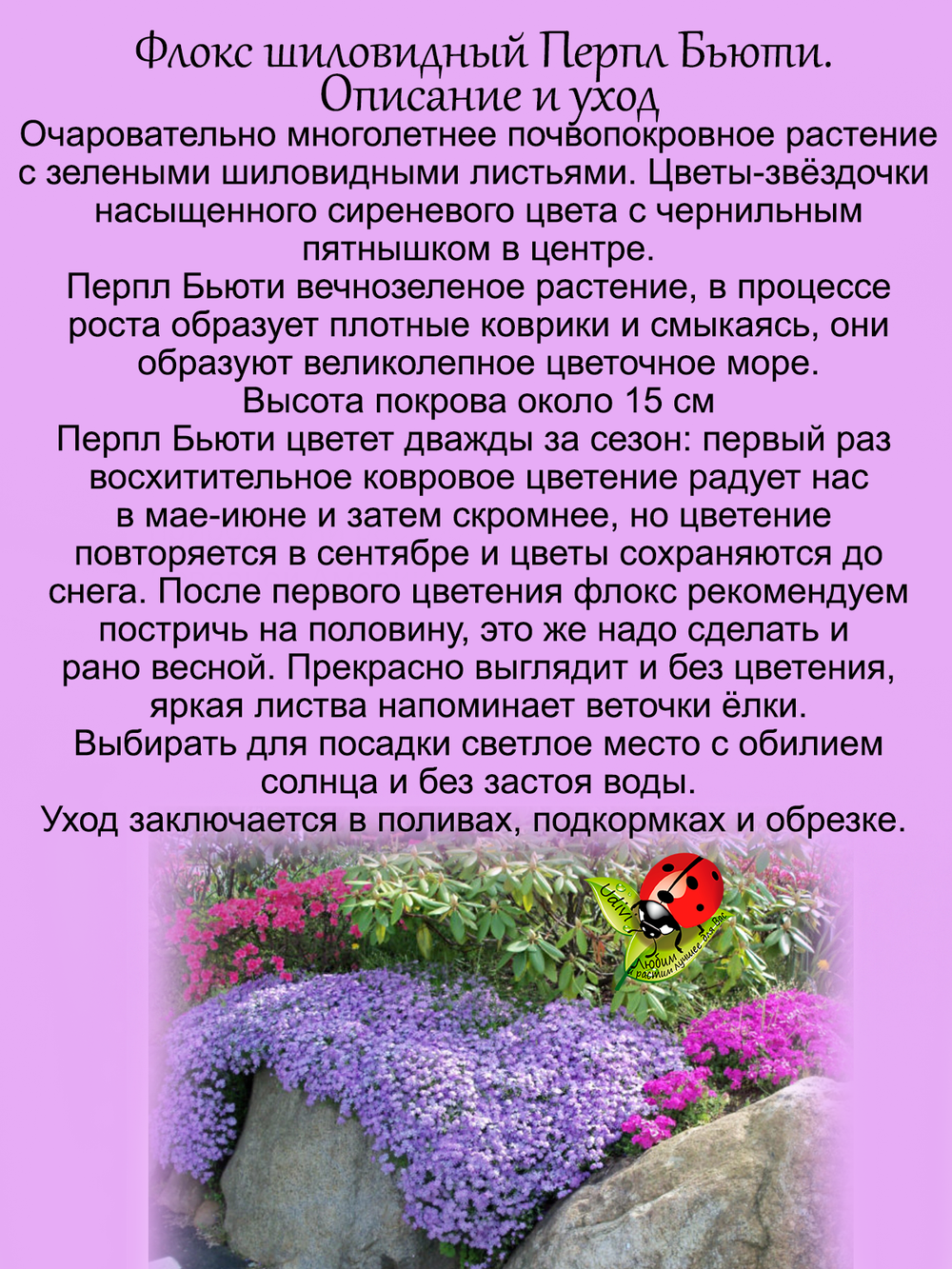 Флокс шиловидный Перпл Бьюти сиреневый