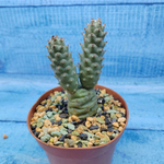 Tephrocactus Articulatus Diadematus (Тефрокактус)