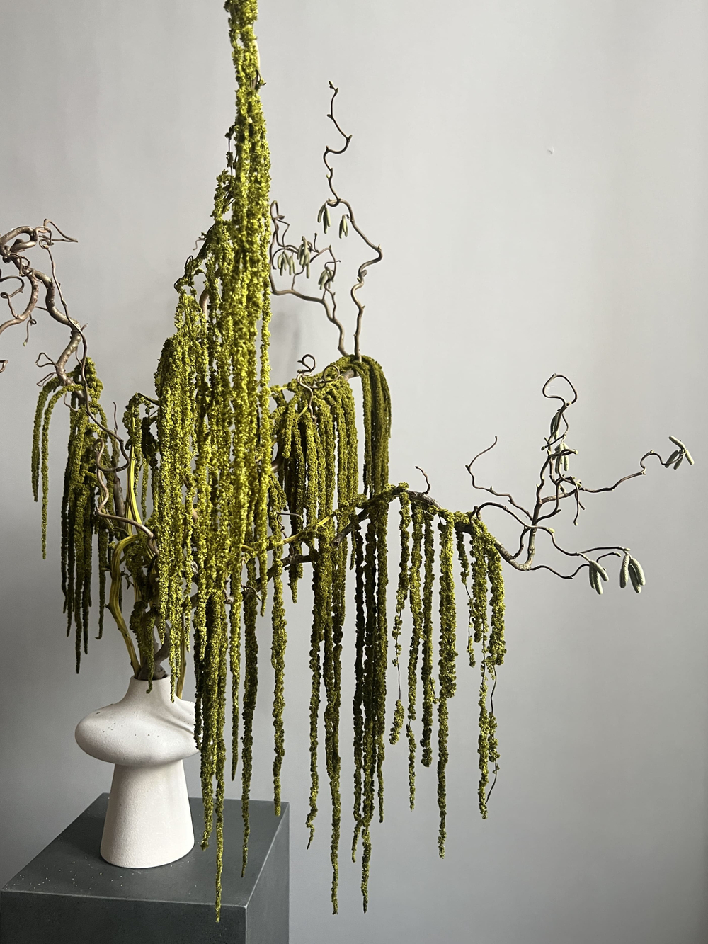 Амарант стабилизированный зеленый