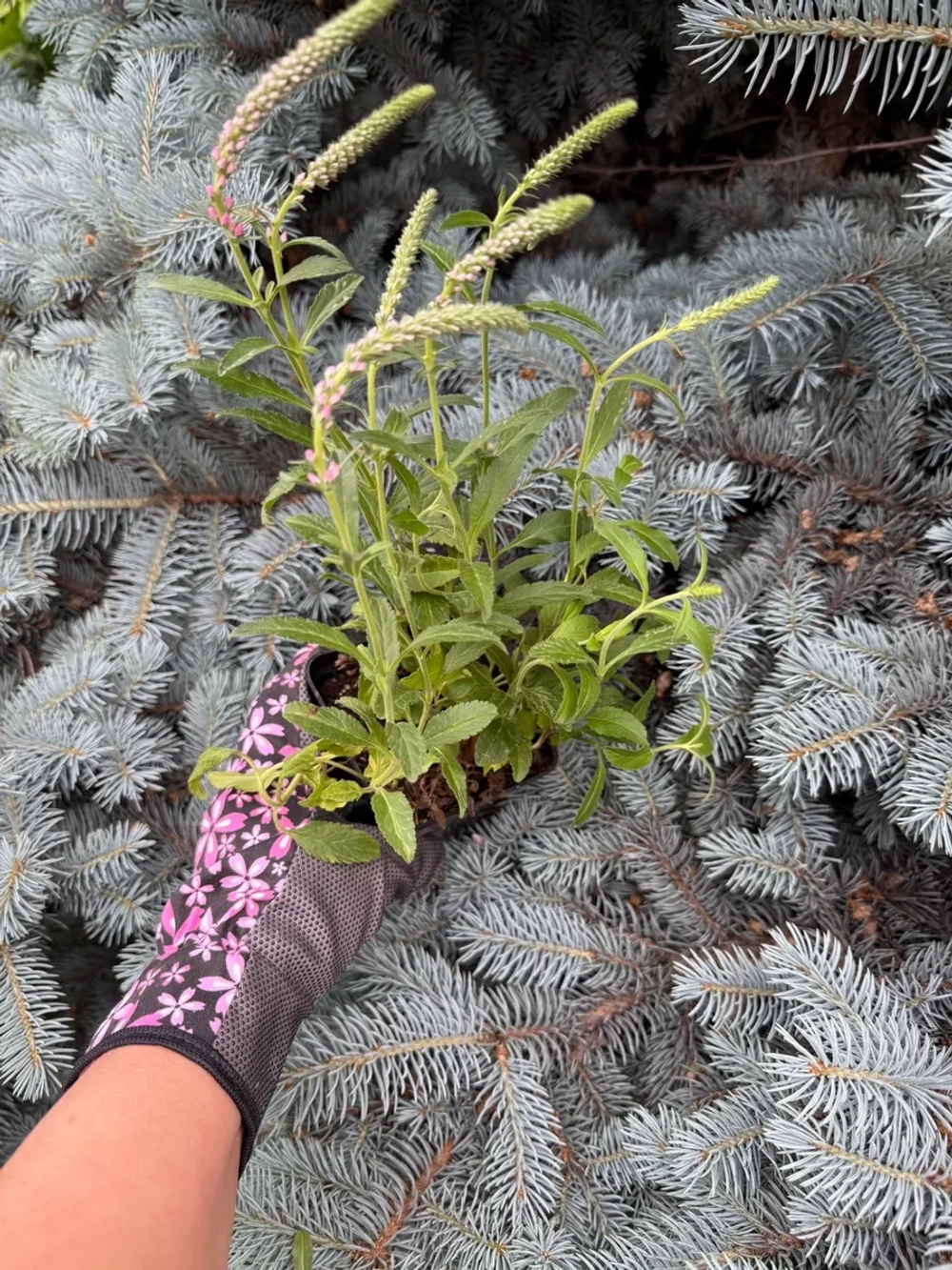 Вероника "ANNIVERSARY NEW ROSE"