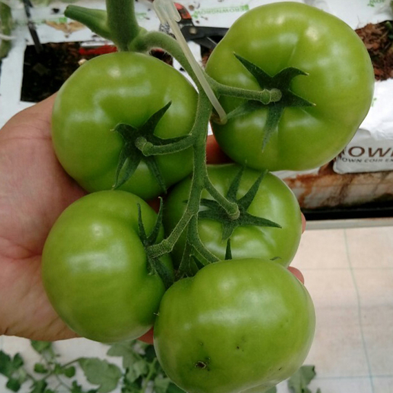 Мей Шуай F1 семена томата индетерминантного (Seminis / ALEXAGRO) культура – фото 8