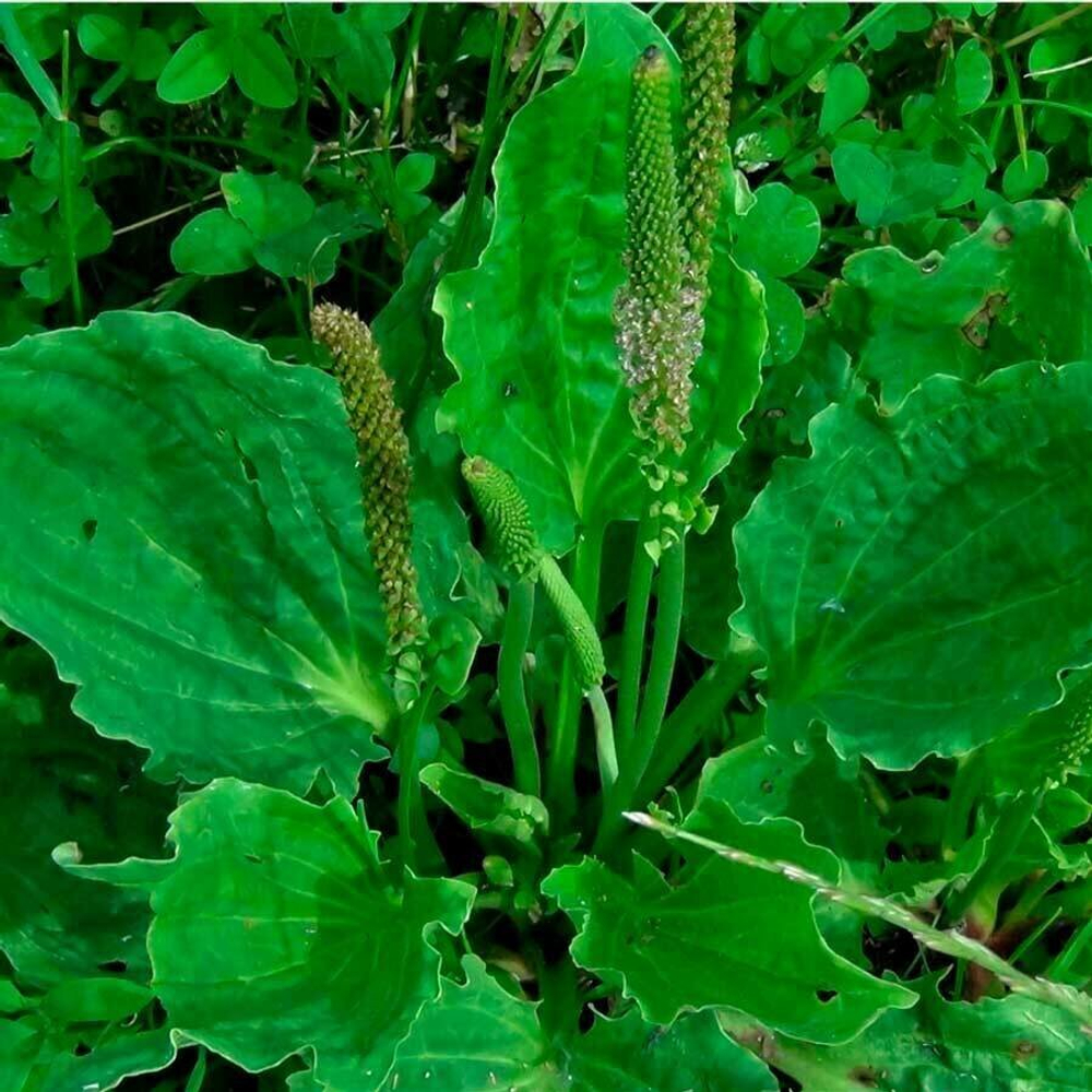 Псиллиум (Шелуха семян подорожника) 200г