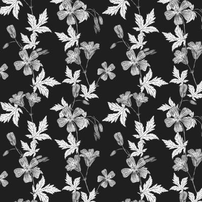 Луговая герань. Цветы, листья, веточки, бутоны, соцветия на черном фоне.