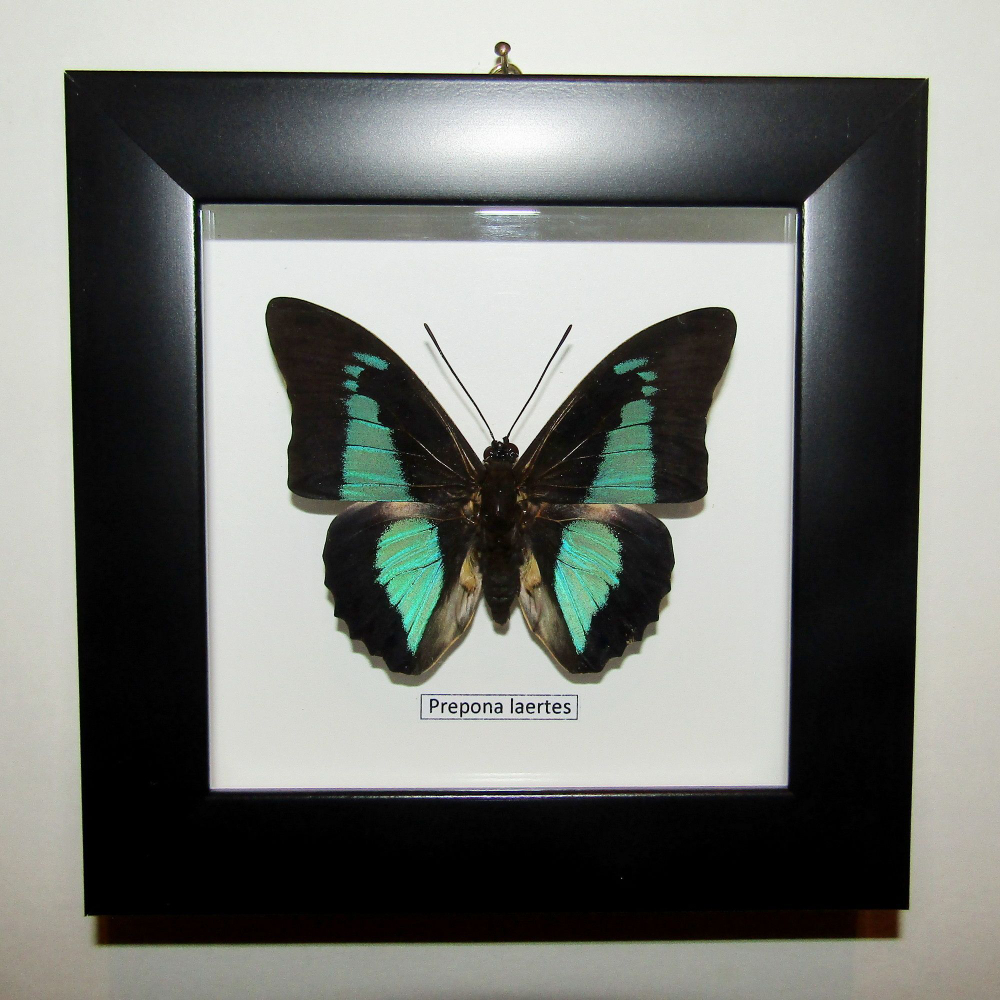 Бабочка Prepona laertes в рамке