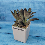 Kalanchoe Tomentosa Hybride (Каланхоэ)
