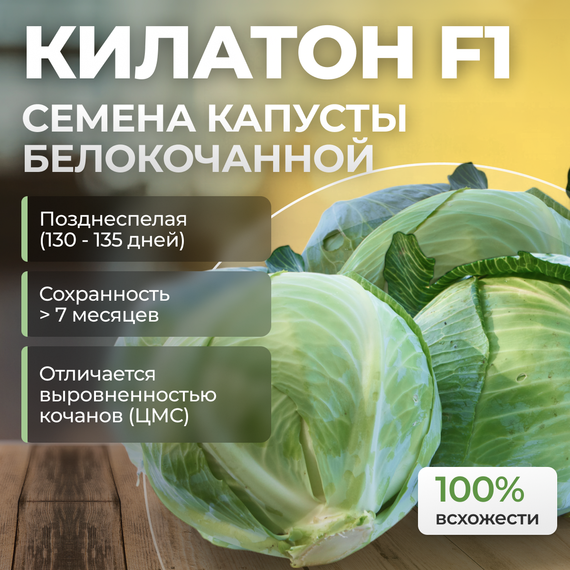 КИЛАТОН F1 семена капусты белокочанной Syngenta купить
