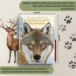 Лесные животные в натуральную величину