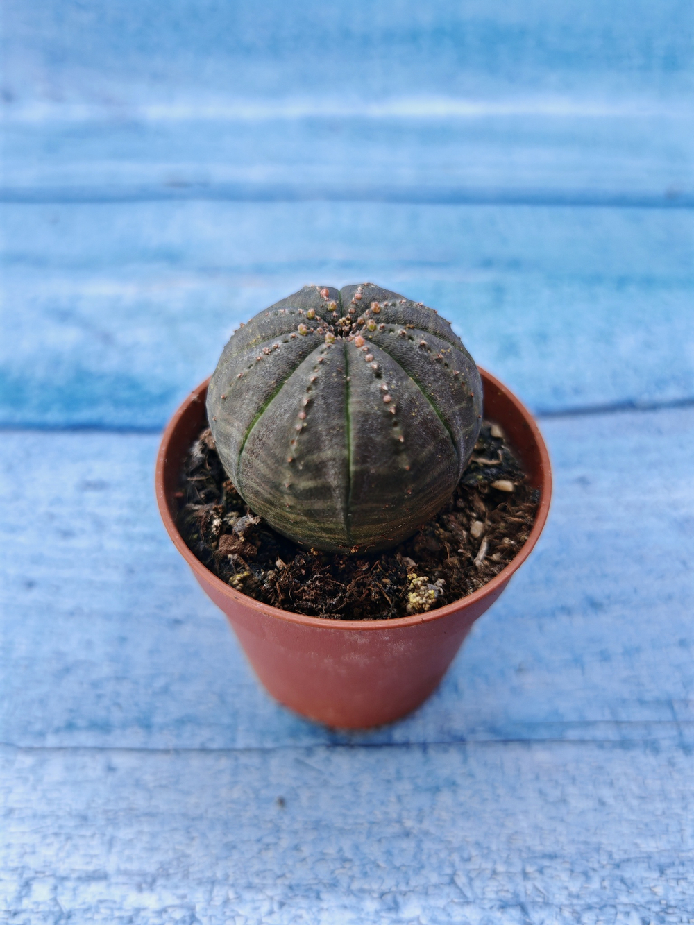 Euphorbia Obesa (Эуфорбия)
