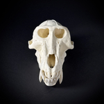 Череп бабуина из пластика