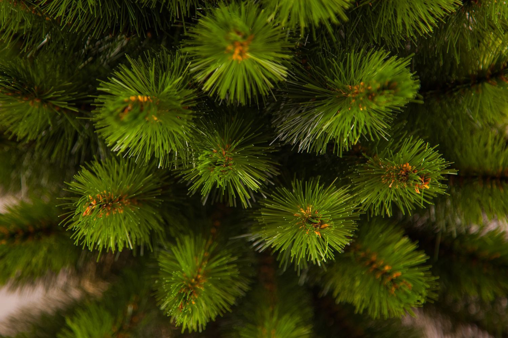 Сосна Русская 90см светло-зеленая в мешочке Triumph Tree