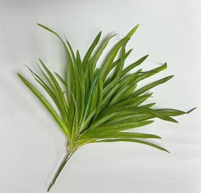 Куст Хлорофитум