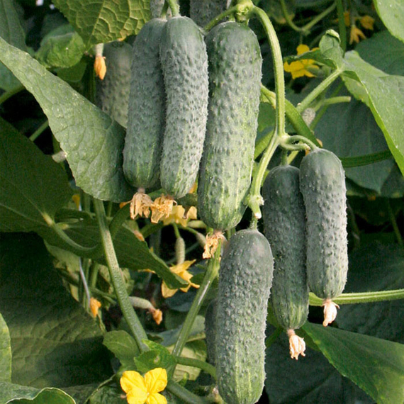 Конкур F1 семена огурца партенокарпического (Гавриш) – фото 2