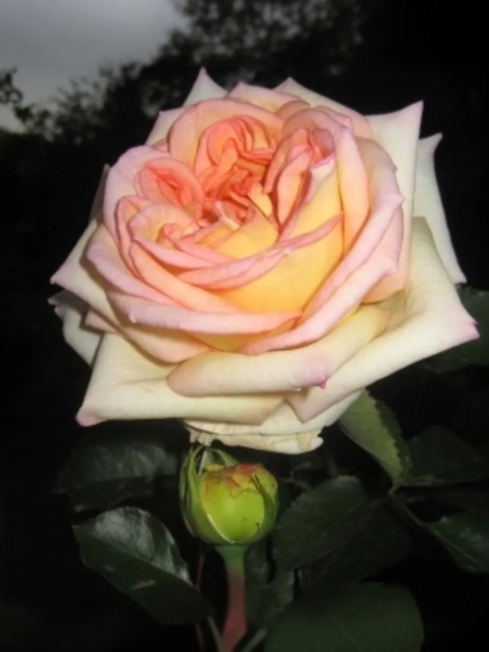 Роза чайно-гибридная Голден Тауэр