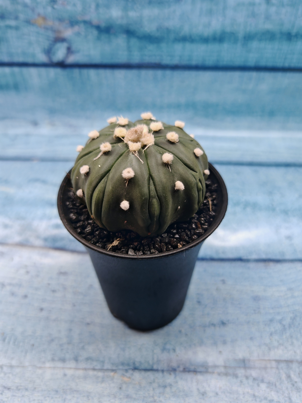 Astrophytum Asterias (Астрофитум)