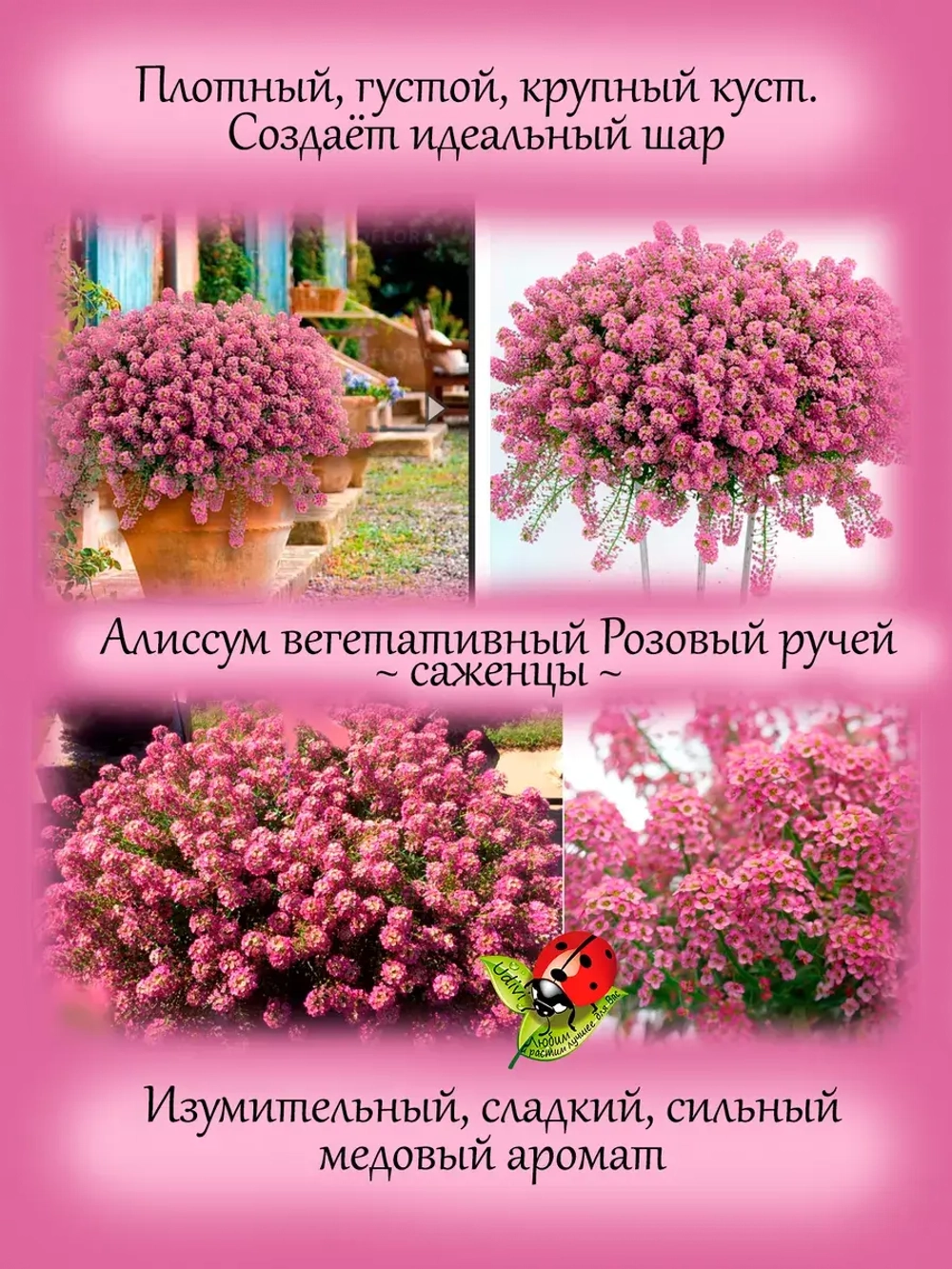 Алиссум Розовый ручей вегетативный лобулярия