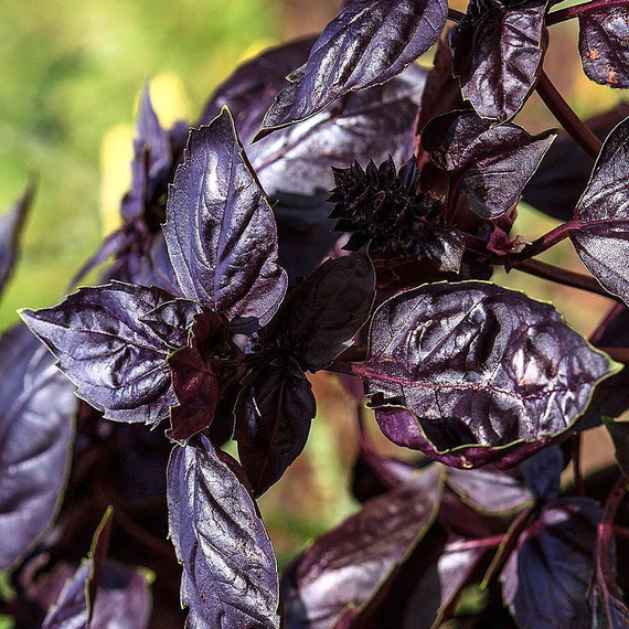 Жиголо семена базилика (Гавриш) – фото 4