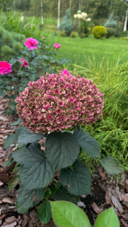 Гортензия древовидная Белла Рагацца Муветта С3 фирменный Закупка М38