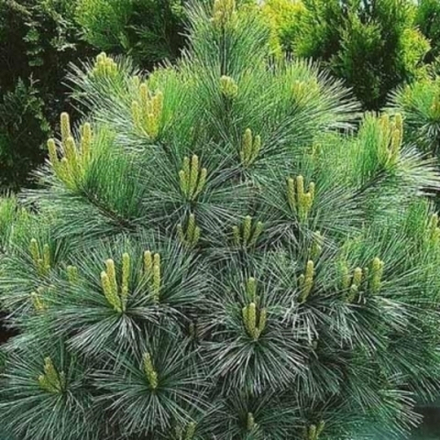 Сосна Веймутова Радиата С10 30-40