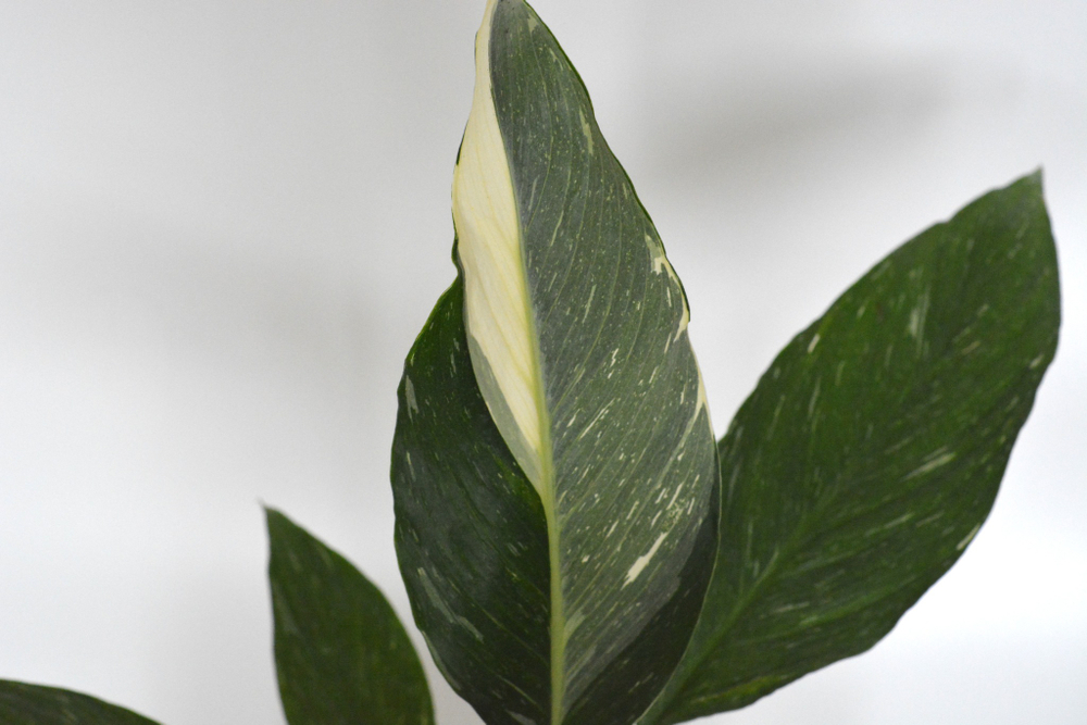 Спатифиллум Даймонд / Spathiphyllum Diamond