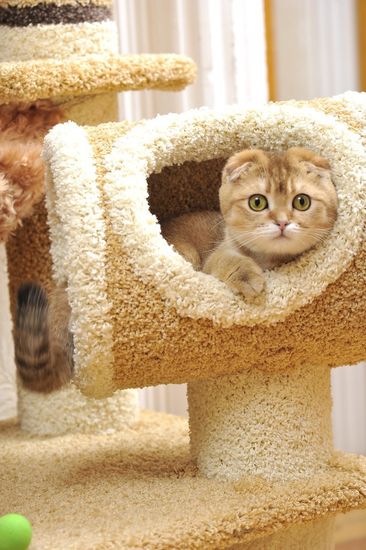 Комплекс для кошек И-18