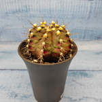 Gymnocalycium T-Rex Pink hybride (Гимнокалициум T-rex)