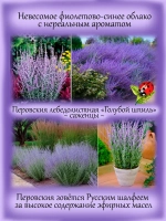 Перовския лебедолистная Голубой шпиль многолетняя