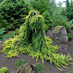 Ель обыкновенная Голд Дрифт Р9 Закупка М62 апрель-май 2026