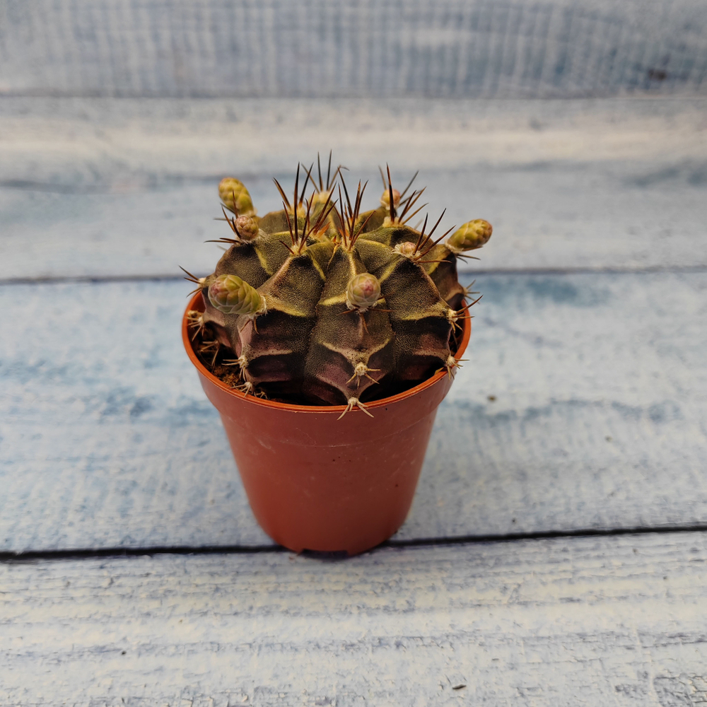 Gymnocalycium Friedrichii (Гимнокалициум)