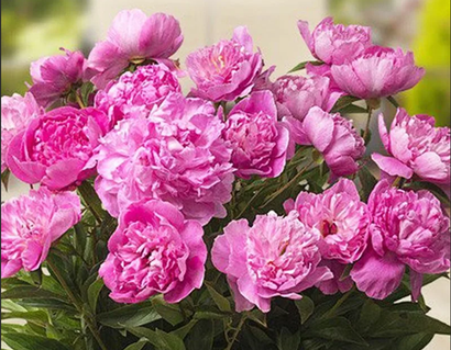 Пионы в наличии ОКС