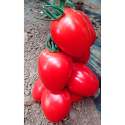 Томат Пинк Пионер F1