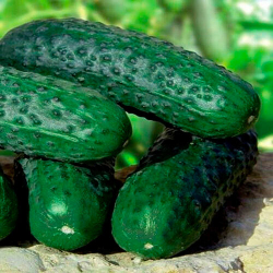 Огурец Барвина F1, Nunhems