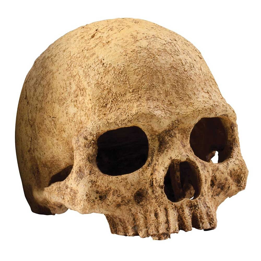 Hagen Exo Terra Primate Skull - декорация "Череп примата"