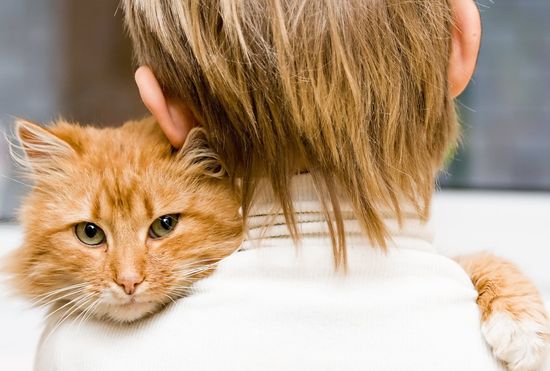 Причины завести кота