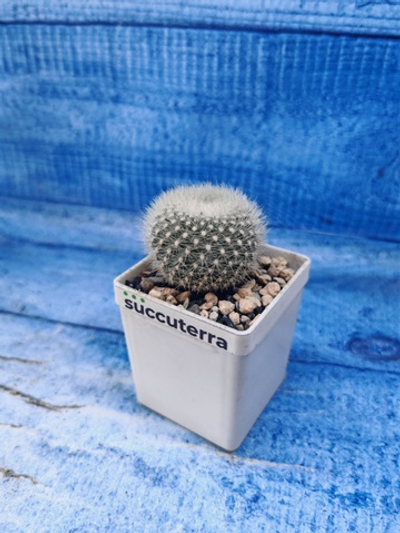 Notocactus Haselbergii (Нотокактус)
